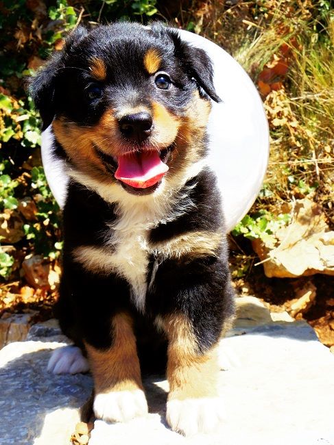 CHIOT