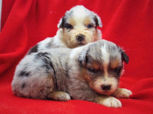 FEMELLE BLEU MERLE