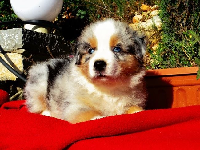 MALE BLEU MERLE