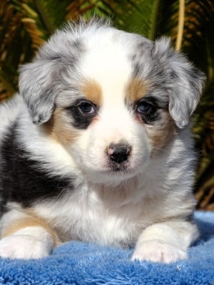 Les chiots de Berger Australien
