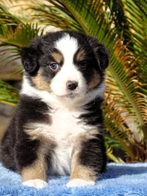 Les chiots de Berger Australien