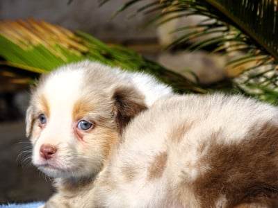 Les chiots de Berger Australien