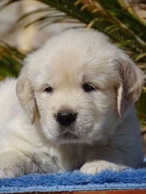 Chiot N°3 - Golden Retriever