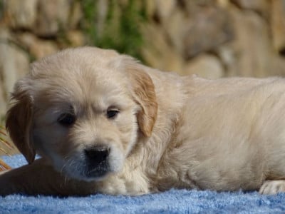 Chiot N°5 - Golden Retriever