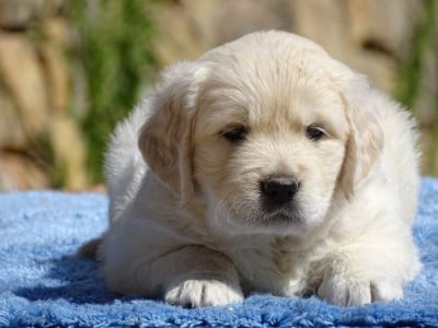 Chiot N°6 - Golden Retriever