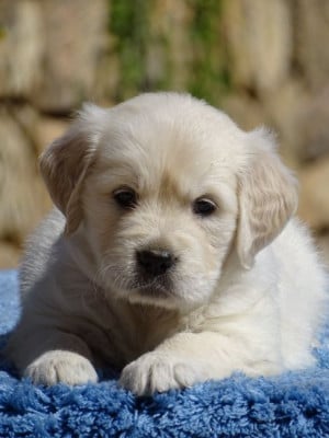 Chiot N°7 - Golden Retriever