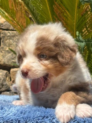 Les chiots de Berger Australien