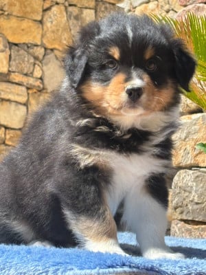 Les chiots de Berger Australien