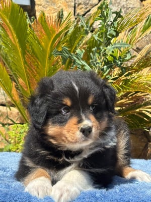Les chiots de Berger Australien