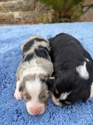 Les chiots de Berger Australien