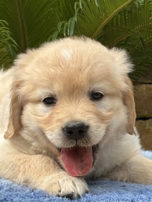 Les chiots de Golden Retriever