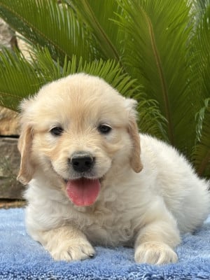 Les chiots de Golden Retriever