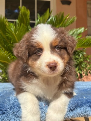 Les chiots de Berger Australien