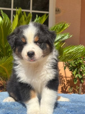 Les chiots de Berger Australien