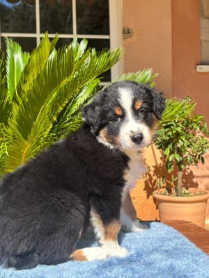 Les chiots de Berger Australien