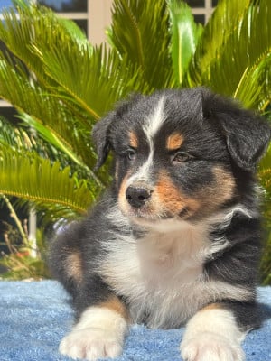 Les chiots de Berger Australien