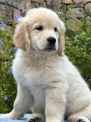 Les chiots de Golden Retriever