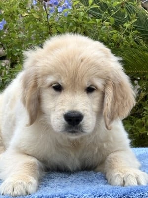 Les chiots de Golden Retriever