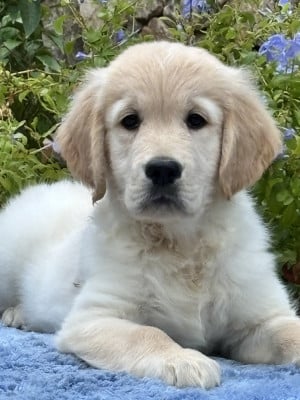 Les chiots de Golden Retriever