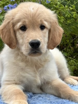 Les chiots de Golden Retriever