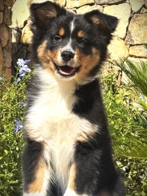 Les chiots de Berger Australien
