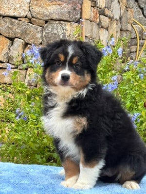 Les chiots de Berger Australien