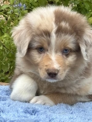 MALE ROUGE MERLE - Berger Australien
