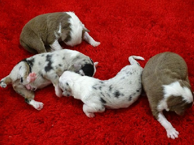 Les chiots de Berger Australien