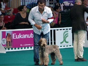 LAGOTTO-ROMAGNOLO, seul chien truffier reconnu par la F.C.I.