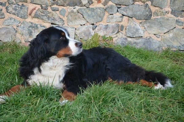 Anoushka (Sans Affixe)
