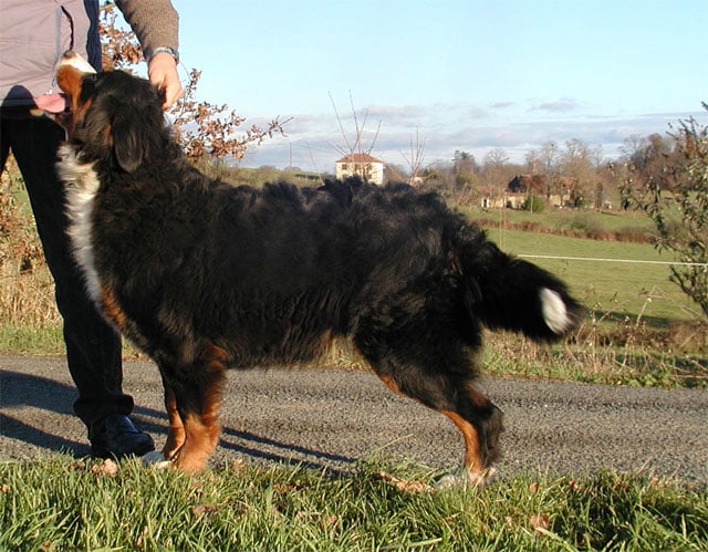 Cévennes du Haras de la Vergne