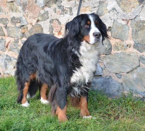 Anoushka (Sans Affixe)