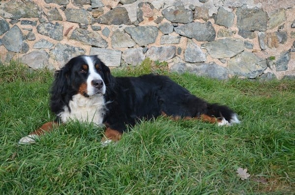 Anoushka (Sans Affixe)