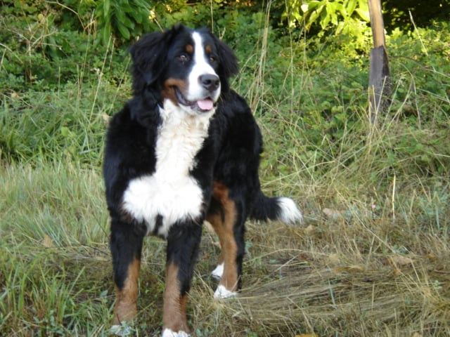 Anoushka (Sans Affixe)