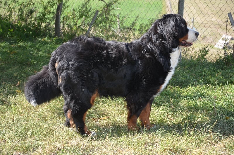 Cévennes du Haras de la Vergne