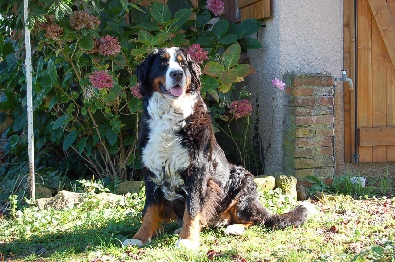 Anoushka (Sans Affixe)