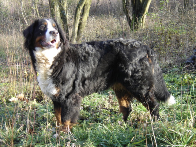 Anoushka (Sans Affixe)