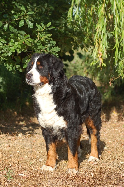 Anoushka (Sans Affixe)