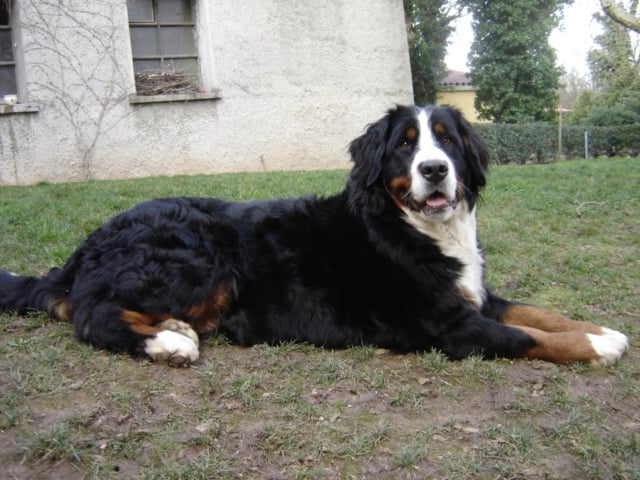 Anoushka (Sans Affixe)