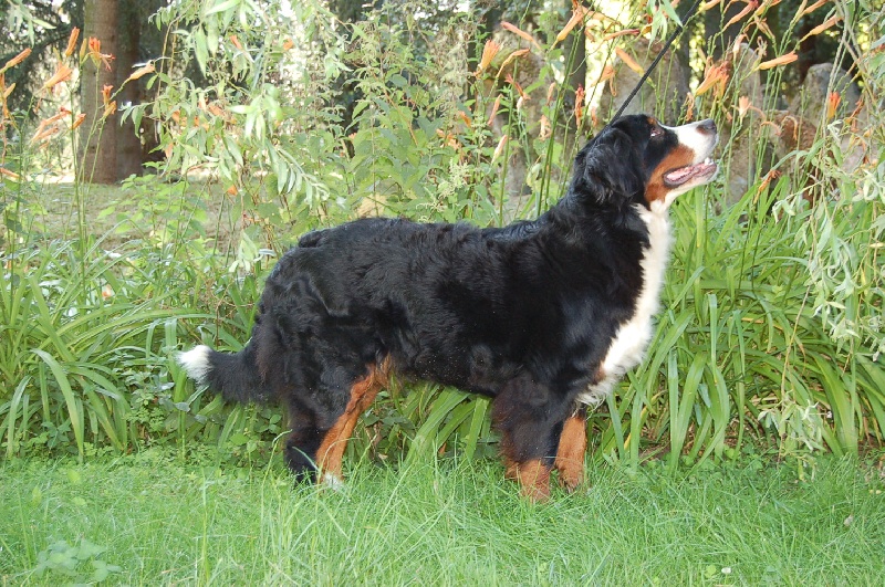 Anoushka (Sans Affixe)