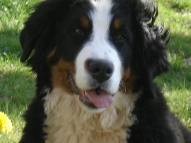 Anoushka (Sans Affixe)