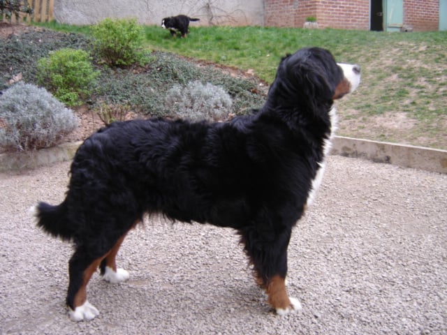 Anoushka (Sans Affixe)