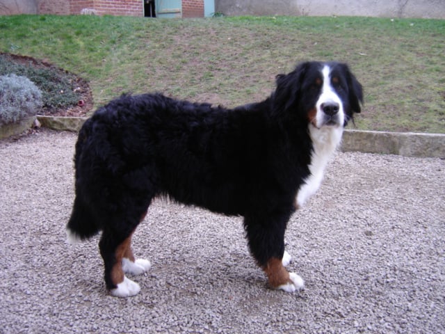 Anoushka (Sans Affixe)
