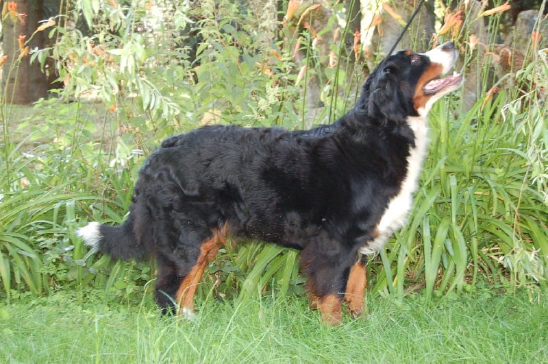 Anoushka (Sans Affixe)