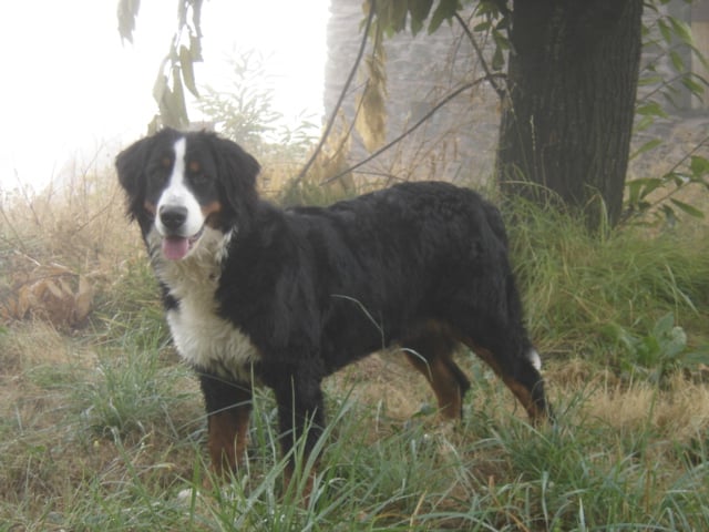 Anoushka (Sans Affixe)