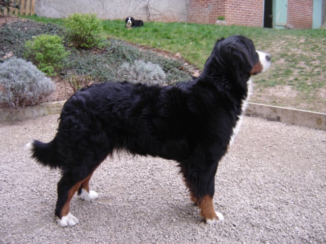 Anoushka (Sans Affixe)