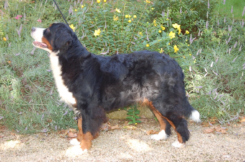 Anoushka (Sans Affixe)