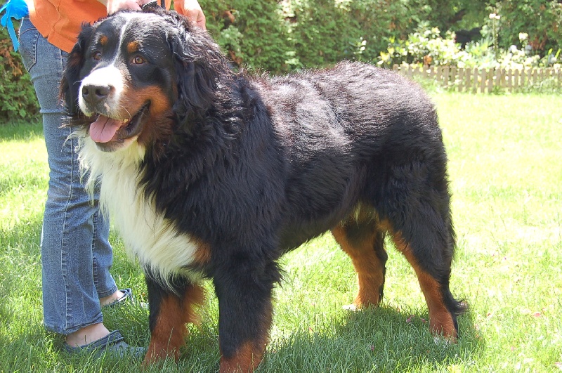 Publication : Des Pays Cévenols