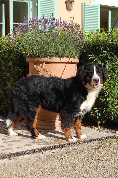 Anoushka (Sans Affixe)