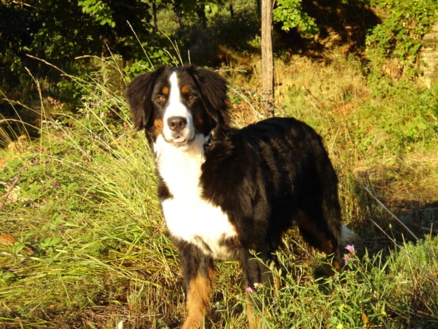 Anoushka (Sans Affixe)